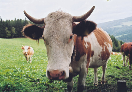 Cow on grass in Styria, Austria