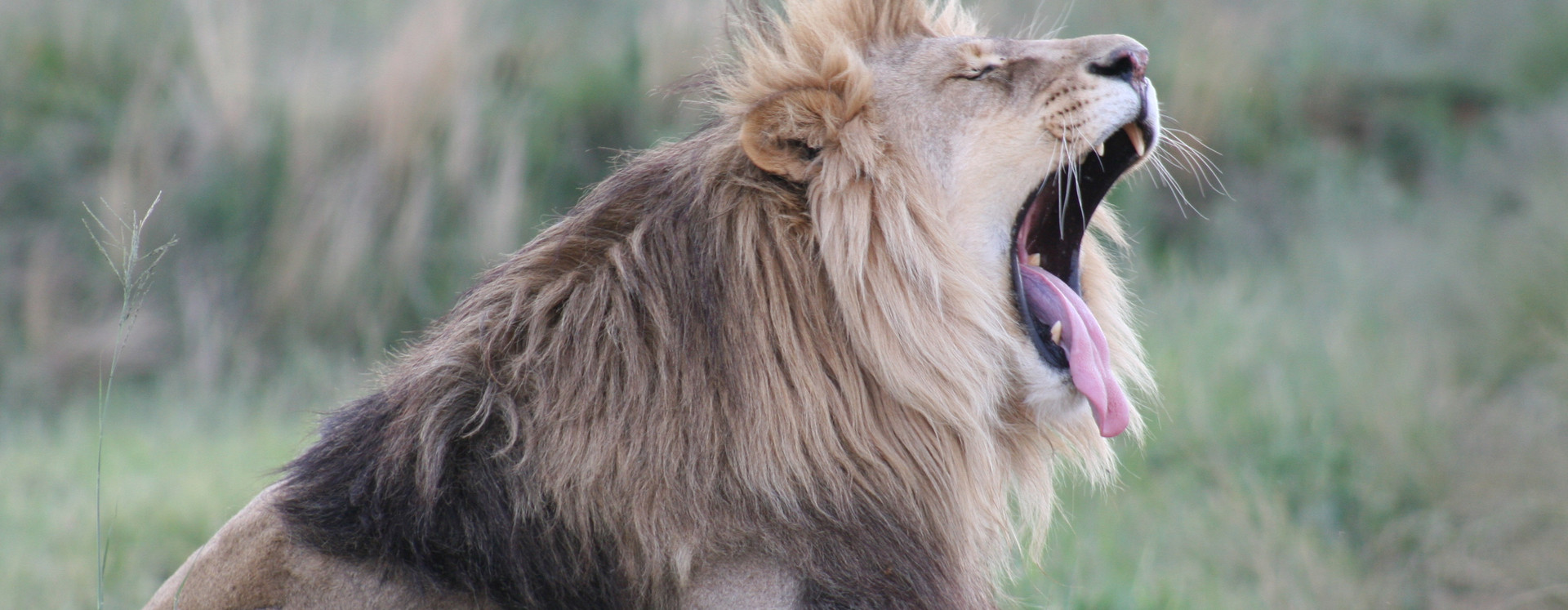 Lion in LIONSROCK