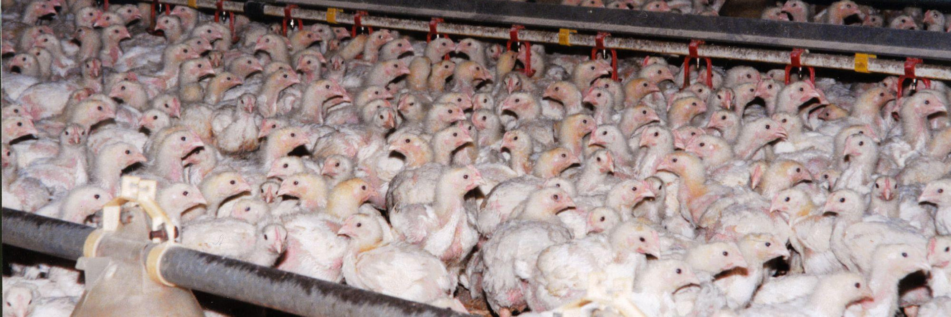 Pig farm