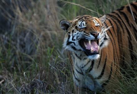 A tiger