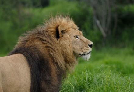 Lion Jazz
