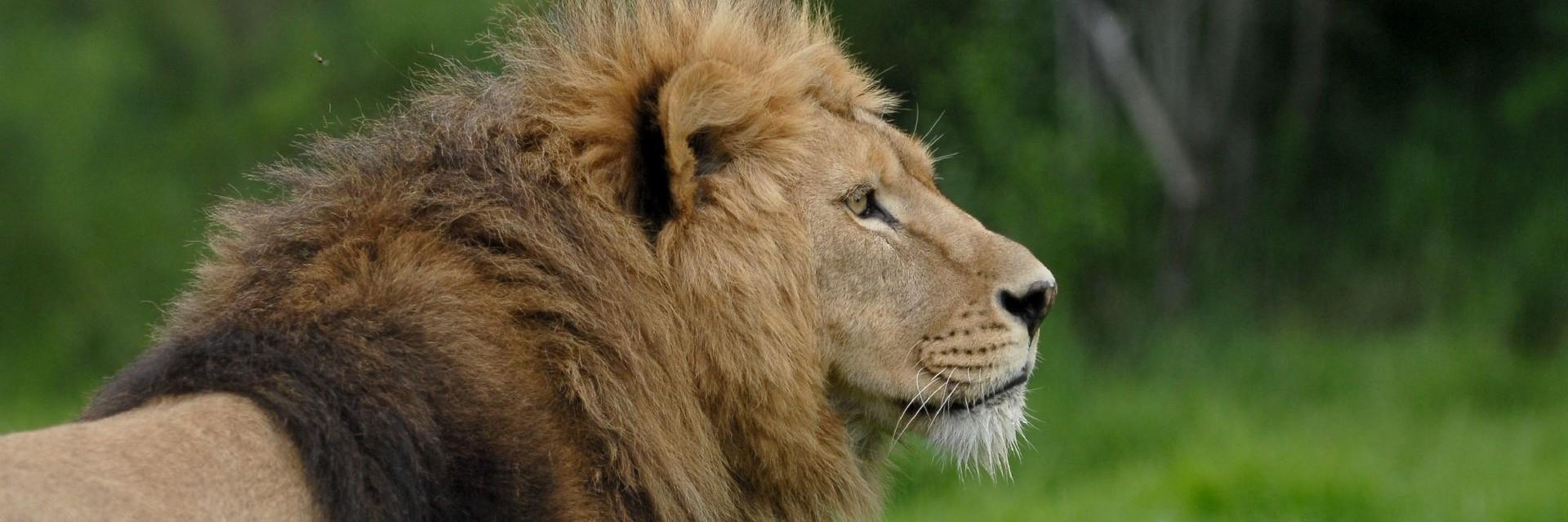 Lion in LIONSROCK