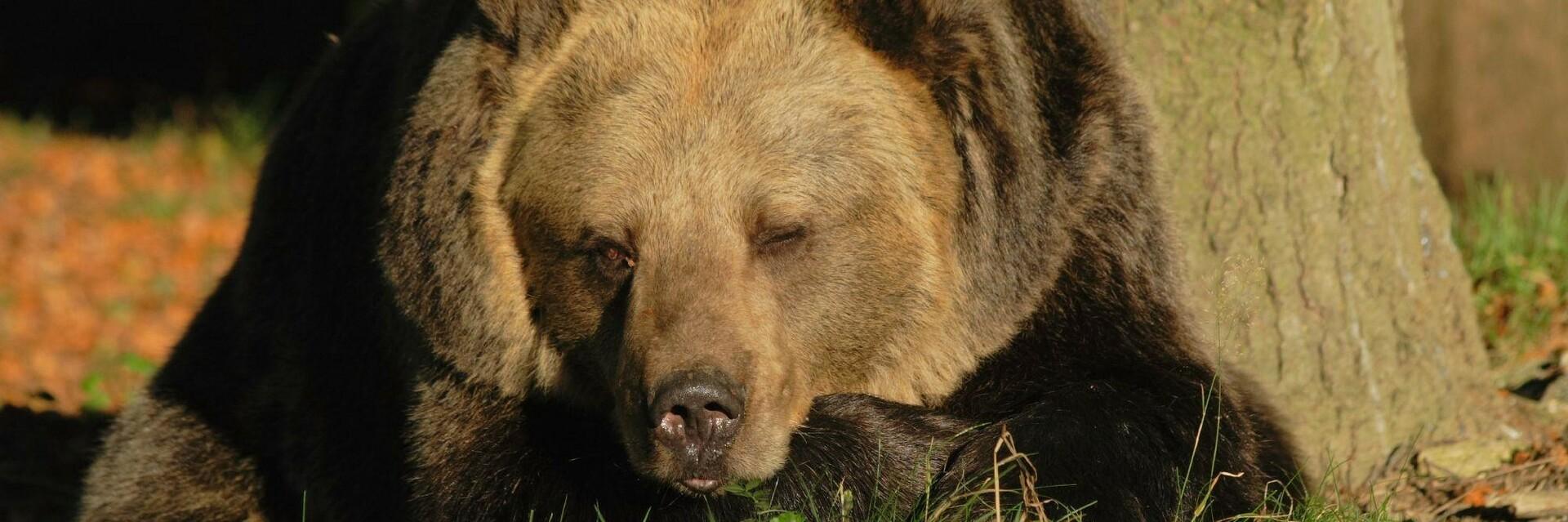 Brumca at BEAR SANCTUARY Arbesbach
