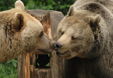 Bear Vinzenz and Brumca