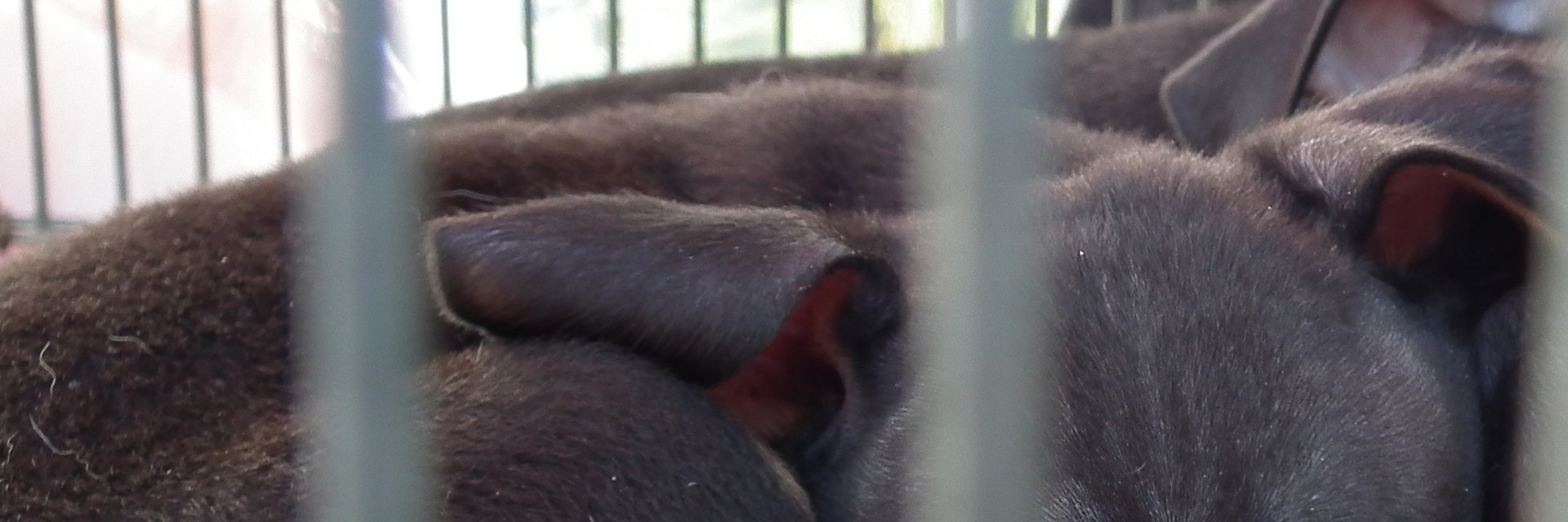 The illegeal puppy trade