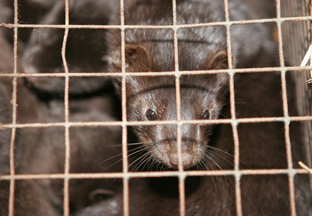 Mink farm