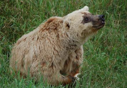 Brown bear Lady M.