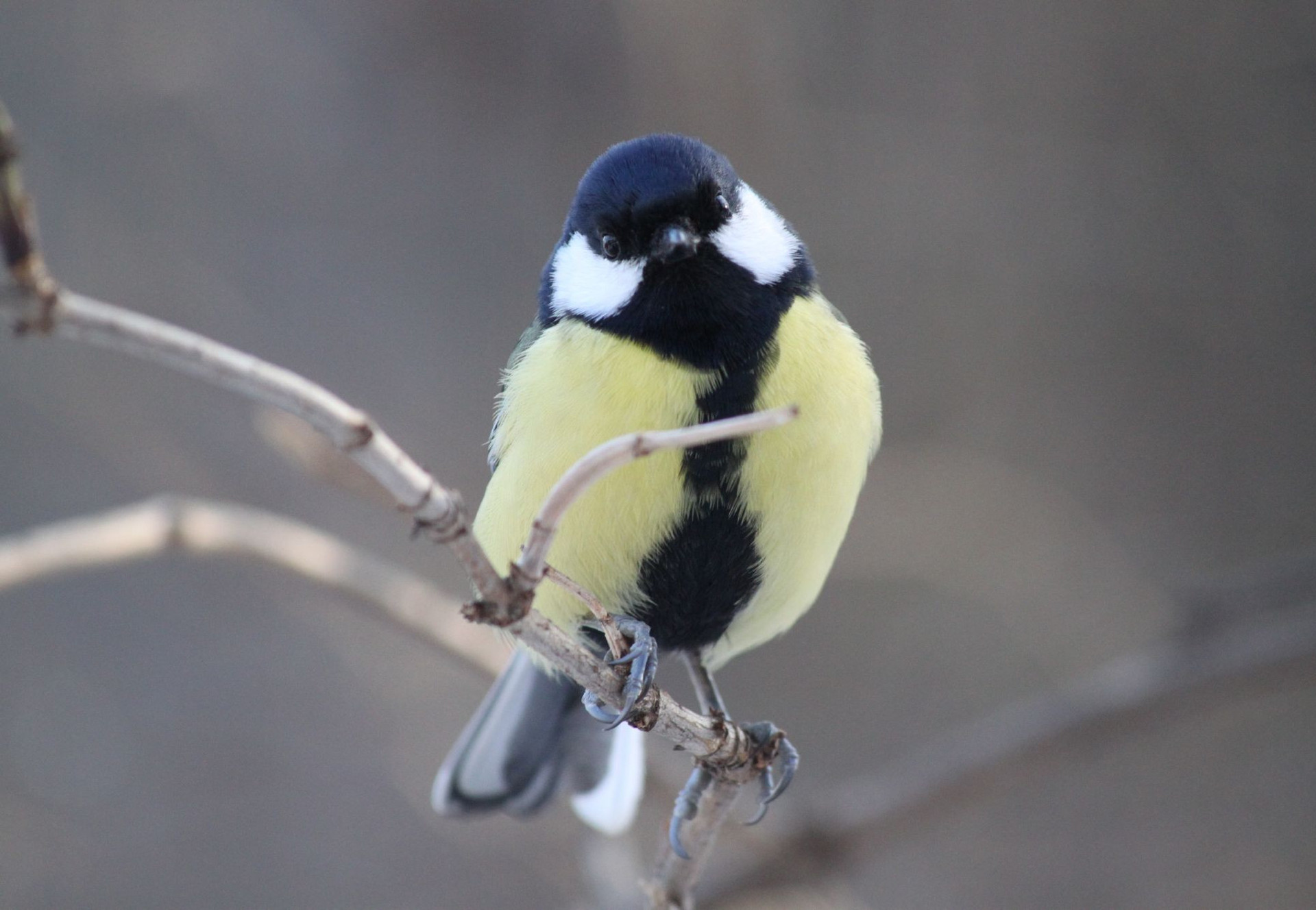 Bird in Tree