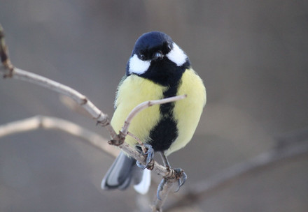 Bird in Tree