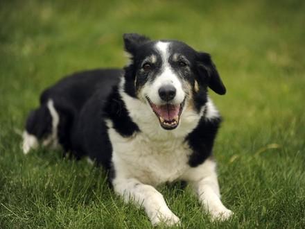 Dogs as pets