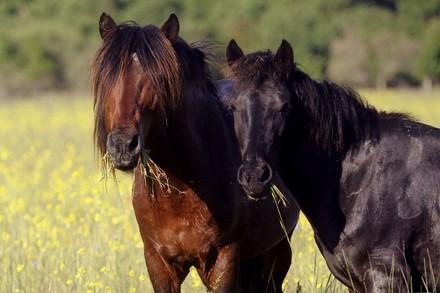 Help for horses