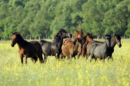 Horses