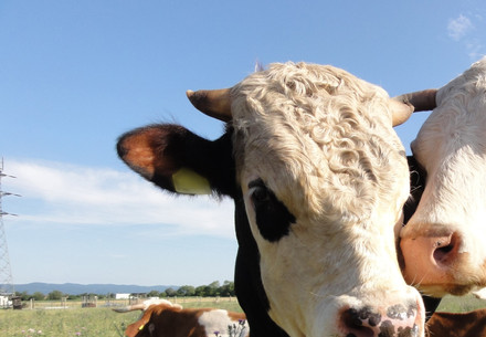 Two cows on pasture land 