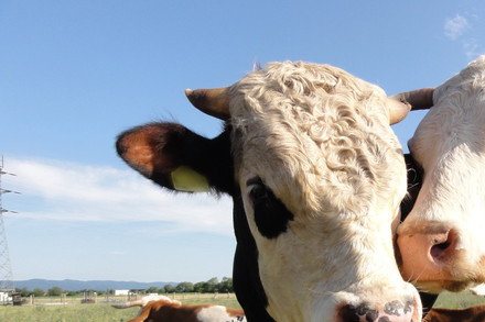 Two cows in a field