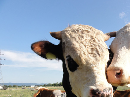 Two cattle