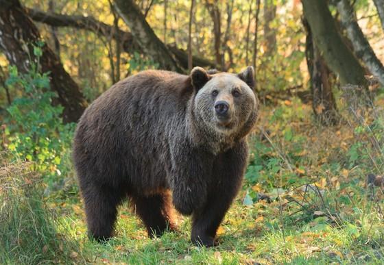 Bear Michal at BEAR SANCTUARY Müritz