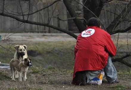 Help for strays