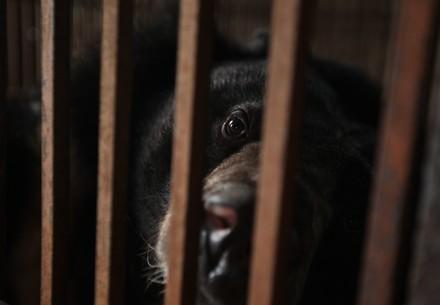 First Bear Rescue in Vietnam