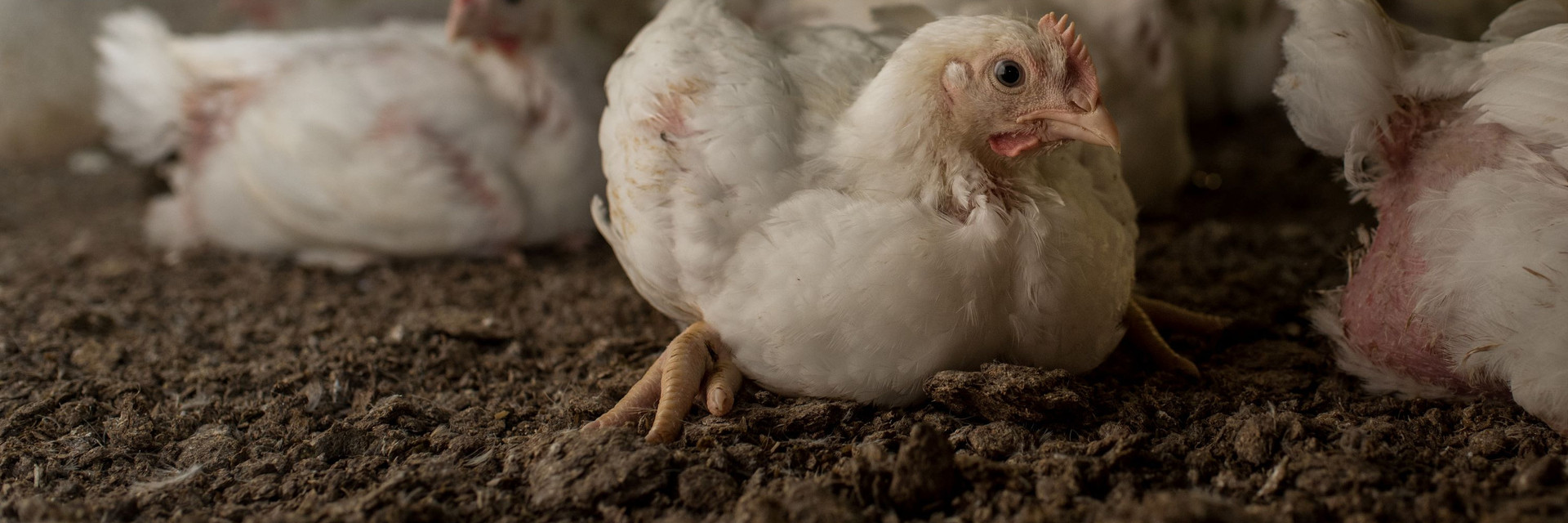 Broiler chicken