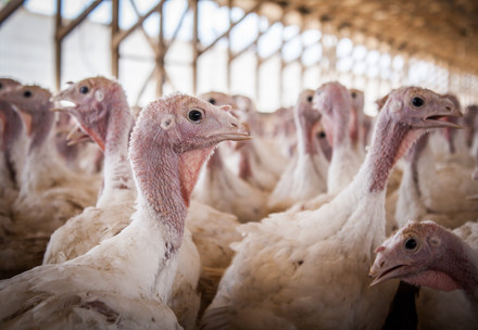 Turkey farm in Austria