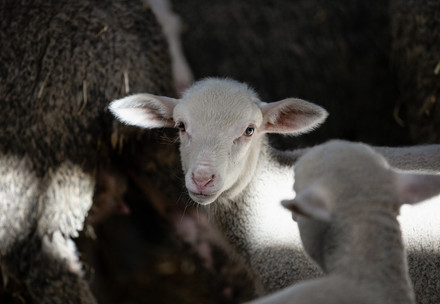 Lamb on a farm in Poland