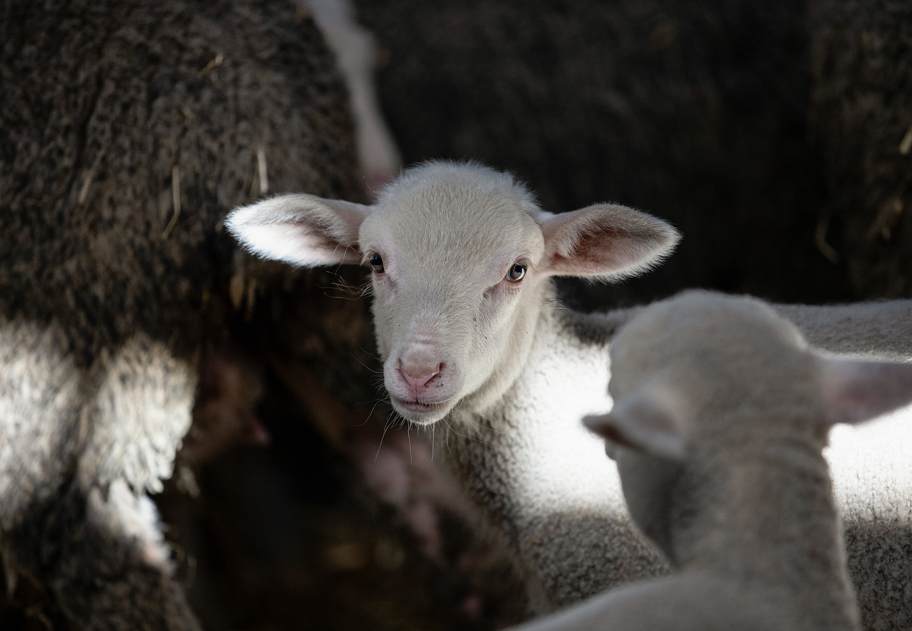 Lamb on a farm in Poland