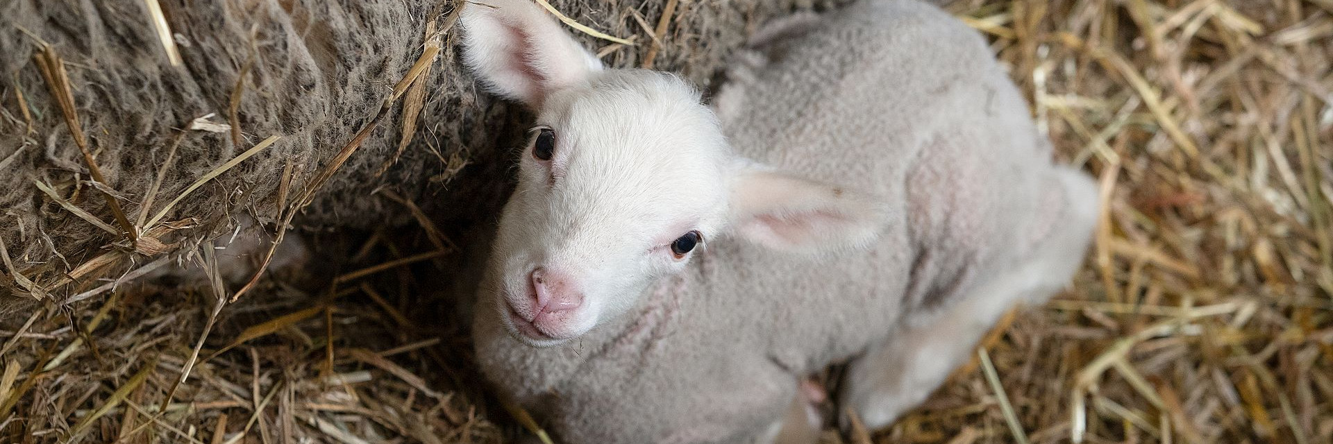 Lamb next to its mother