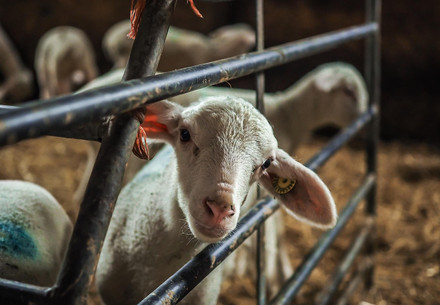 Lamb in a stable