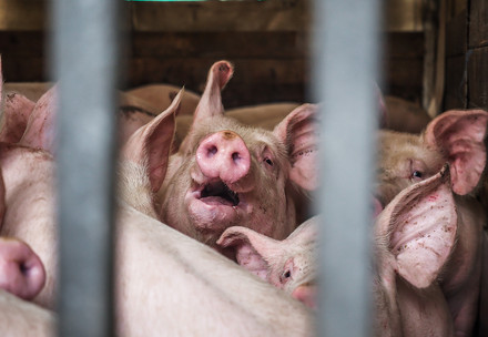 Pigs at a farm