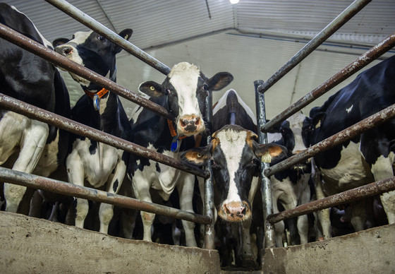 Dairy cows in factory farming