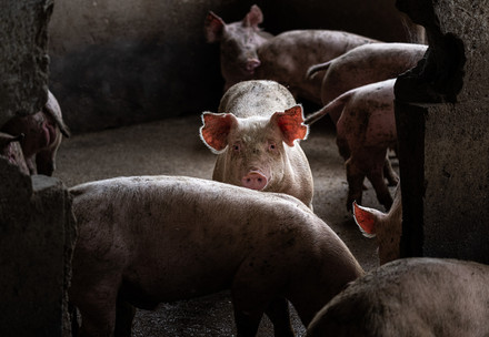 Young pig in an industrial farm