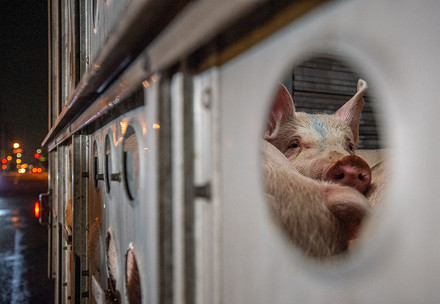 Pig in transport truck