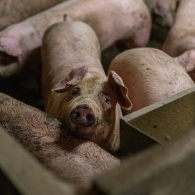 #DoBetterForAnimals
