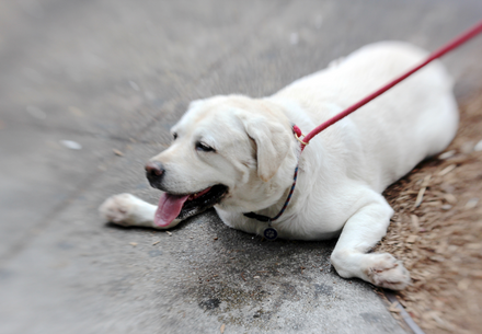 Dog panting in the heat