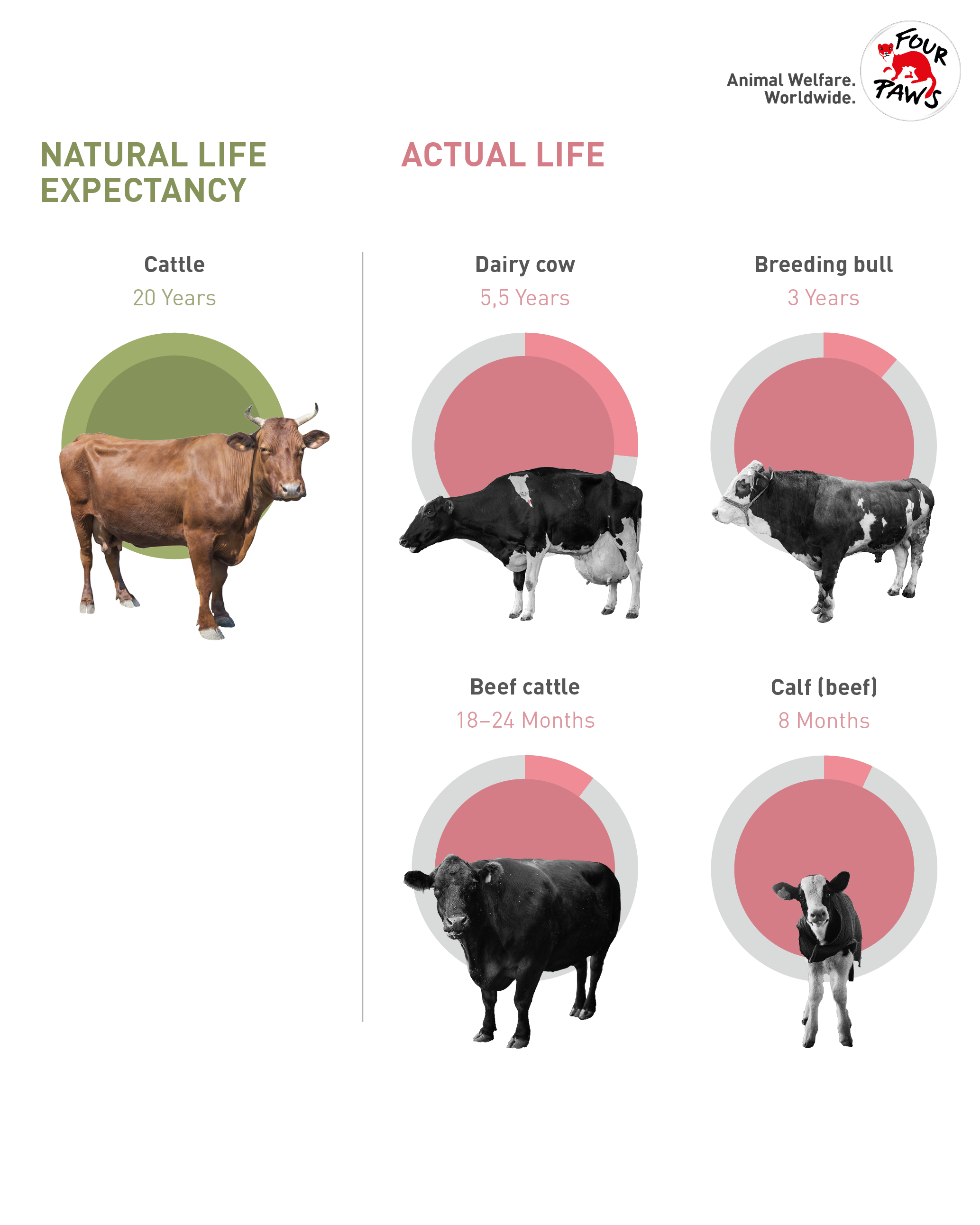 Comparing the natural life expectancy of cattle with their lifespan in intensive animal husbandry