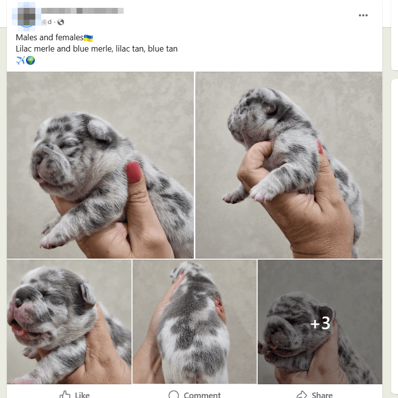Puppy ad on Meta platform