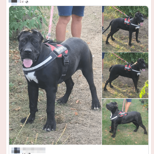 Facebook messages about available puppies