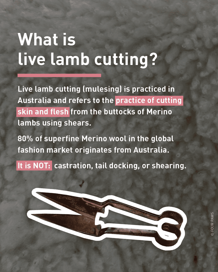 Graphic about what live lamb cutting is