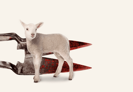 Lamb in front of a bloody scissor