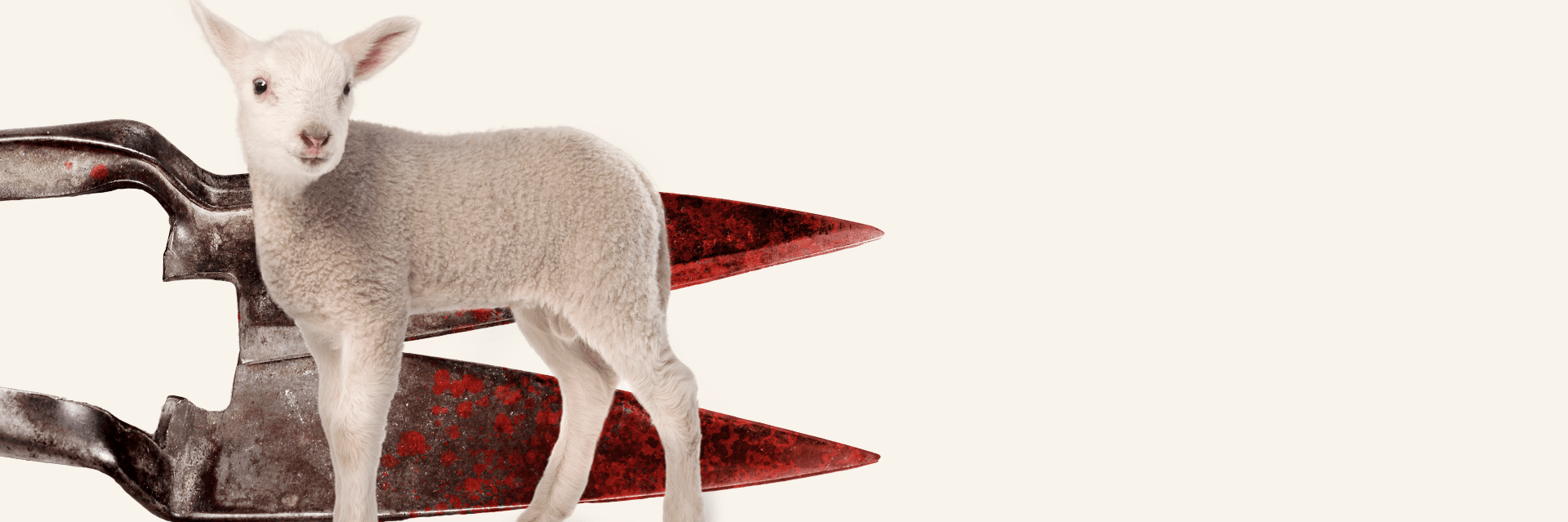 Lamb in front of a bloody scissor