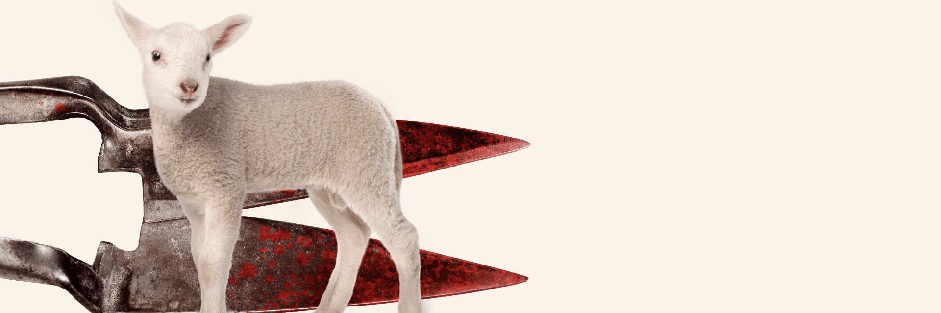 Lamb infront of bloody scissors