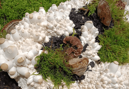 Next gen mycelium materials on display at the ISPO conference in Munich