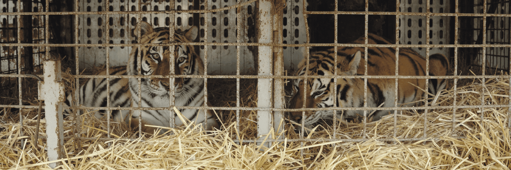 Two tigers in a circus truck in Slovakia