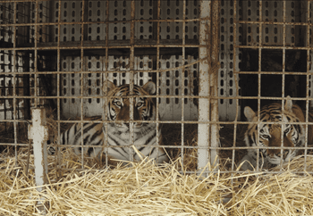 Two tigers in a circus truck in Slovakia