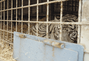 Tigress Princess in a circus truck