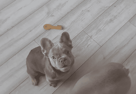French bulldog puppies