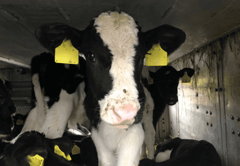 Calves transported onboard a ferry