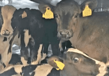 Calves transported onboard a ferry