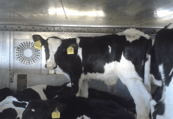 Calves transported onboard a ferry